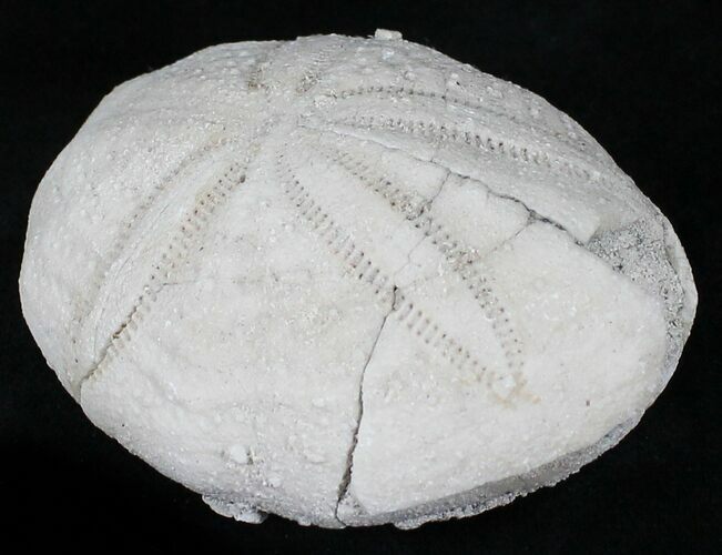 Bargain, Fossil Sea Urchin (Eupatagus) - Florida #28779